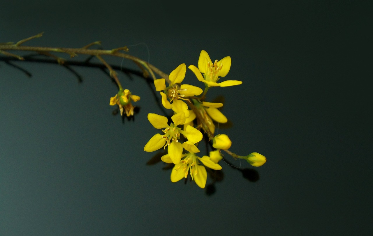 香芹价格最新行情及分析报告