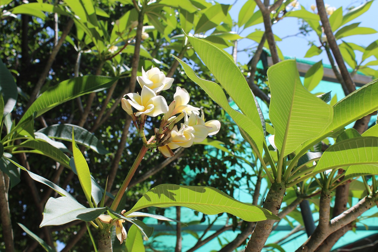 花开无言 第21页