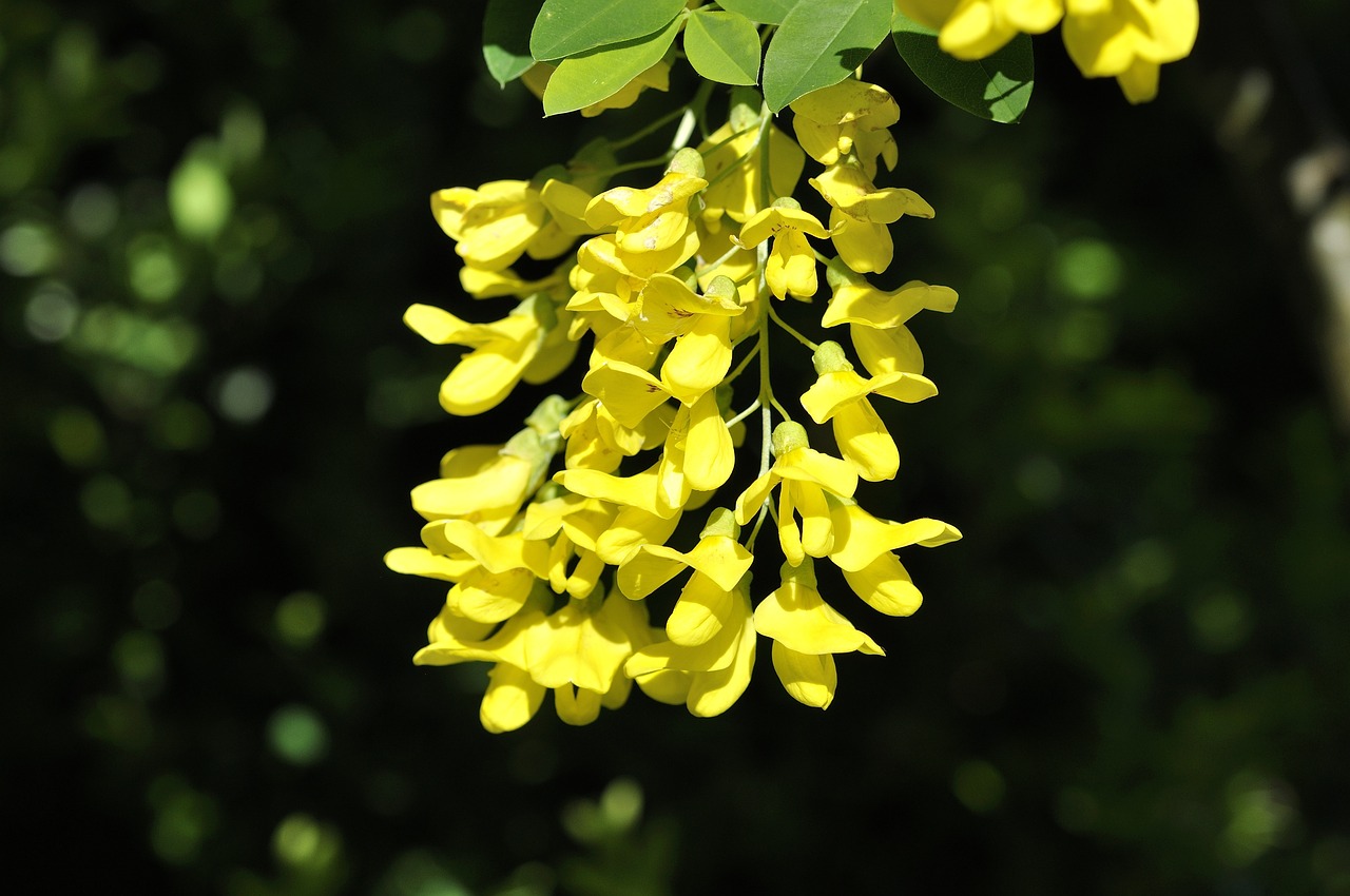 最新生肖桃花运预测，2016年生肖桃花运势分析